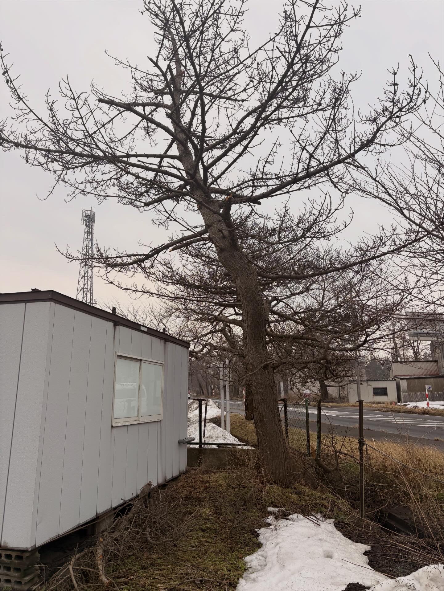 遊佐町枯れ松伐採